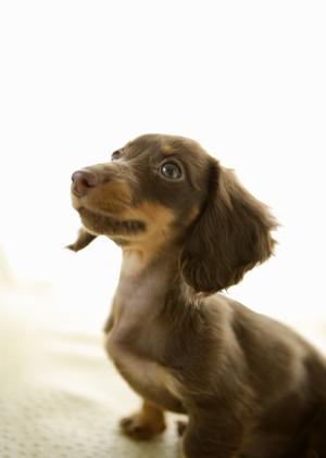 横須賀市近辺で動物病院を探している