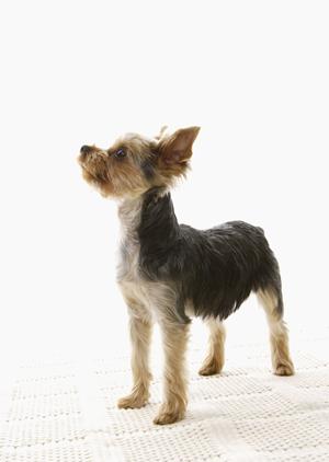 大阪で安いペット輸送サービス完全ガイド：安心・安全な選び方とおすすめ業者