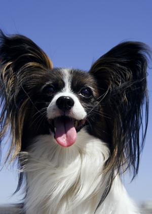 年中無休の宇都宮のペットシッター