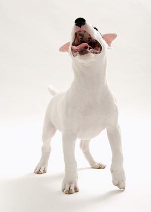 シロアリ駆除の信頼と実績のアサンテ|即日対応・土日祝も受付可能なサービス