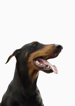 猫の健康管理に役立つロイヤルカナンの療法食を徹底解説