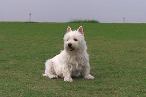 自然と温もりに包まれるログハウスの動物病院：いわむろ病院の魅力と特徴