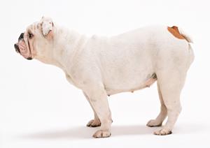 お酒が飲める猫カフェならこちら