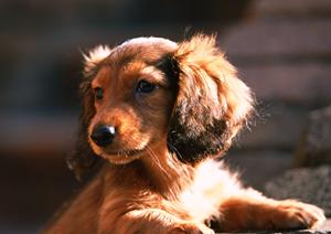 ハリネズミカフェでなごみましょう