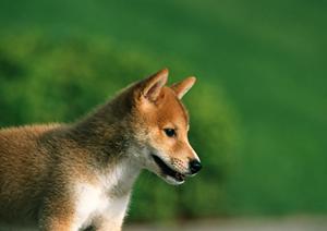 マイクロバブルを利用するプードルなどのトリミング