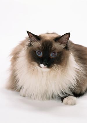 ティーカッププードルのブリーダー店