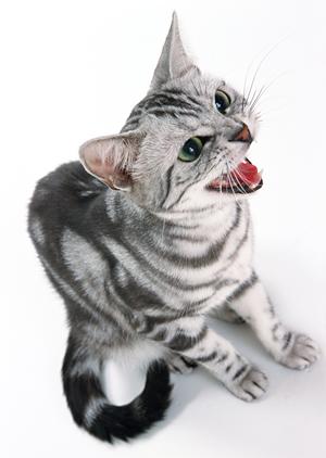 荻窪の駅近くにある犬の歯医者さん