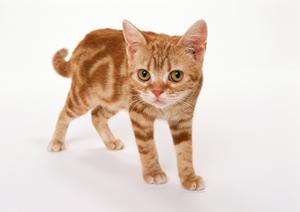 良質なポメラニアンの子犬を販売するお店