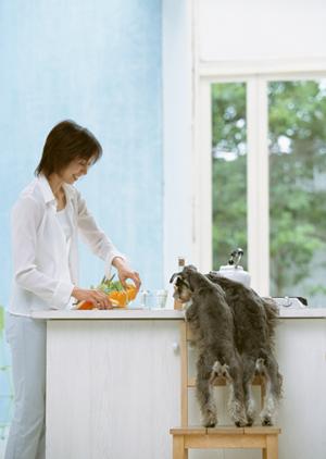 伊丹空港近くの安心ペットホテルで特別な旅行を！おすすめ施設ガイド